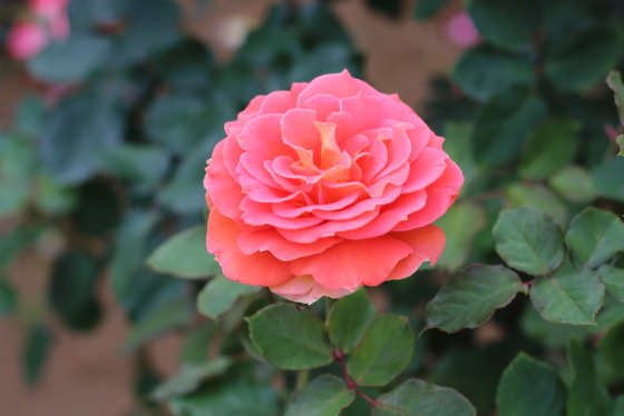 ブラス バンドの花形は波状弁平咲きです