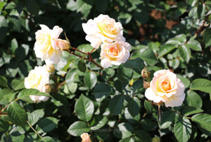 ブライダルホワイト バラ苗-名花ブライダル ピンクの枝変わり|イパネマおやじ | イパネマおやじ｜ハーブとバラ-育てる楽しさは1株から心と風景