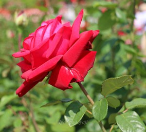 ブルグント’８１の花弁はビロードのような艶のある濃い赤色です