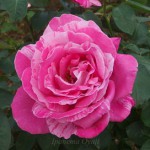 キャンディ・ストライプ　薔薇