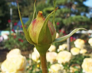 花首が長くてトゲが少ない株立ちです