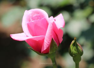 カリーナの花色はくすみの無い透き通ったピンク色です