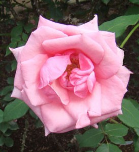 カリーナの花首は細くて長い