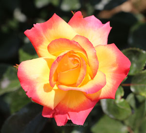 チャールストン バラ-黄色の花色は少しずつ赤色を帯びてくる-イパネマ