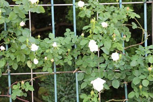 フラウ カール ドルシュキはオールドローズの雰囲気がある花姿