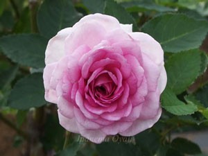 コティヨンは花径７ｃｍほどの中輪花です