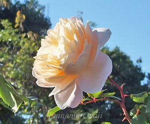 クロッカスローズの花弁が青空に透けて見えます