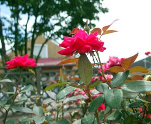 ダブルノックアウト バラ 超強健の剣弁高芯咲きで花芯は抱える イパネマおやじ イパネマおやじ ハーブとバラ 育てる楽しさは１株から心と風景が豊かになる夢の時間