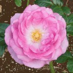 エンチャンティッド・イブニング　バラ