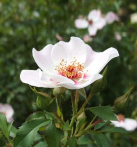 一重咲きの花弁数は８～２０枚のシンプルな花形