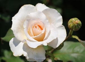 フレンチ レースの花径は９ｃｍ程の中輪花です