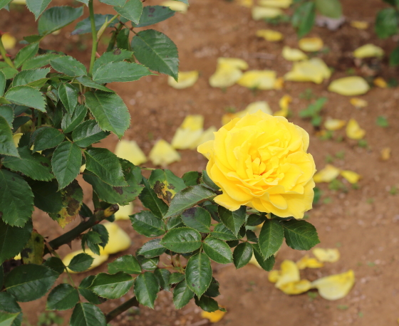 フリージアはコンパクト樹形なので鉢植えに向いている