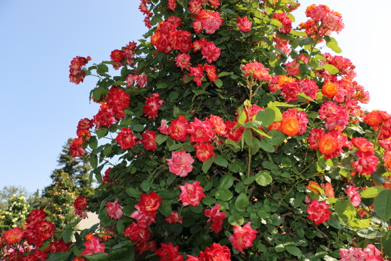 ふれ太鼓の花形は半剣弁高芯咲きです