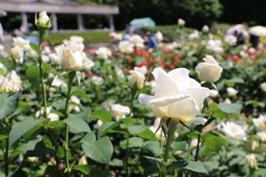 １輪咲きで枝はほぼ真っ直ぐに伸長します