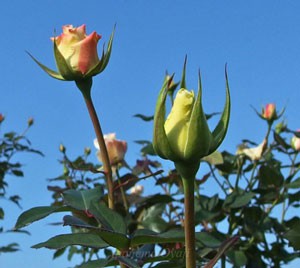 銀嶺の花首は長くて丈夫です