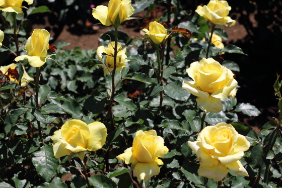 ゴールデン・メダイヨンの花枝は長く切り花に向いている