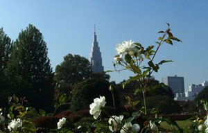 新宿御苑の庭内のバラ