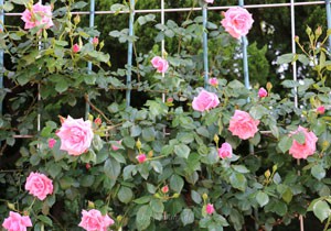 羽衣の花形は剣弁高芯咲きです