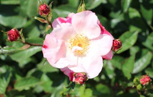 花霞は半八重の平咲き