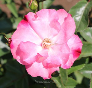 花霞の花径は約８ｃｍの中輪サイズです