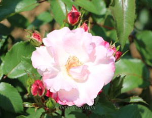 花霞の樹高は約１１０ｃｍです