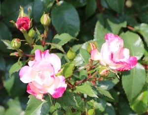 花霞は数輪の房咲きになり花つきがよい品種です