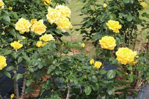ヘルムート シュミットの花形は半剣弁高芯咲きです