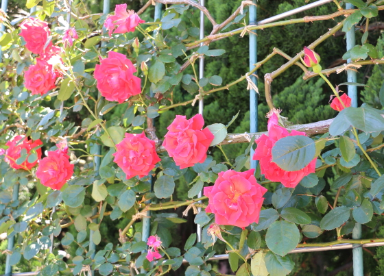 焔の波の花径は約１１ｃｍの大輪花です