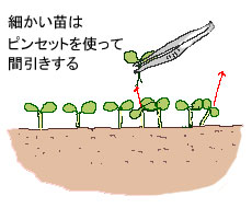 細かい苗を手で抜くと傷めるのでピンセットを使います