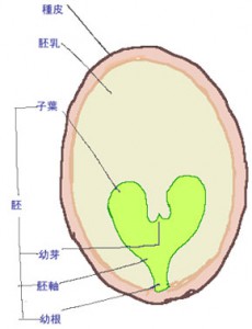 タネの構造