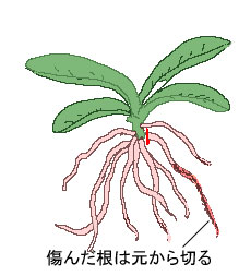 ラン類の植え替え