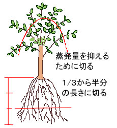 観葉植物の植え替え