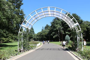 代々木公園のバラ園にて