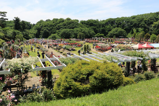 春の生田緑地ばら苑の風景