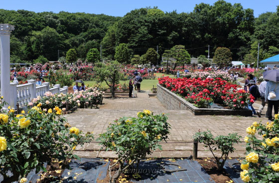 生田緑地ばら苑の風景