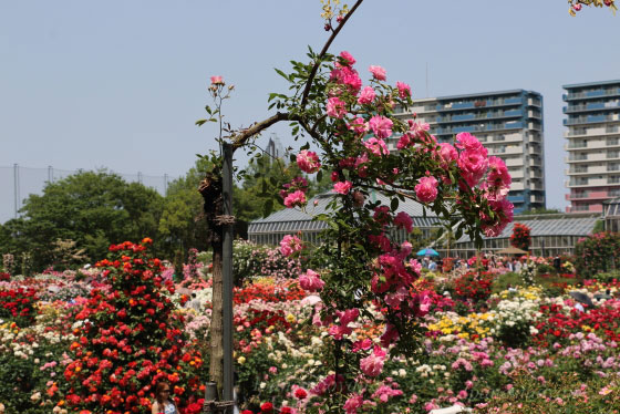 京成バラ園の風景