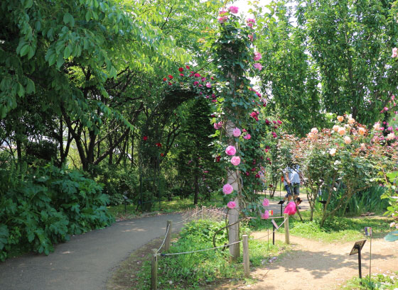 京成バラ園の風景