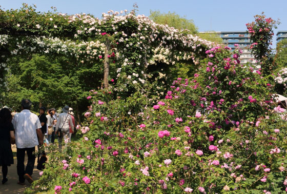 京成バラ園の風景