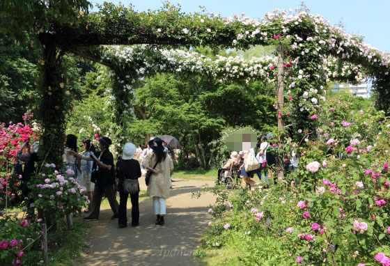 春の京成バラ園の風景