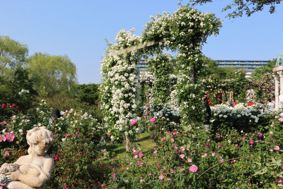 春の京成バラ園の風景