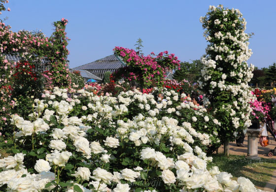 京成バラ園の風景