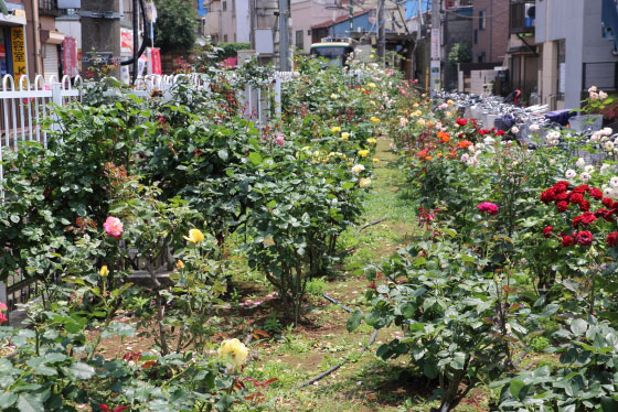 都電荒川線のバラ園風景