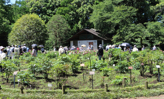 春の神代植物公園