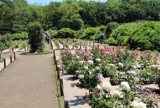 神代植物公園の風景