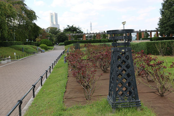 早春の山下公園・バラ園の風景