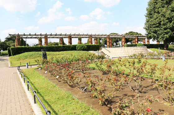 春の山下公園・バラ園の風景