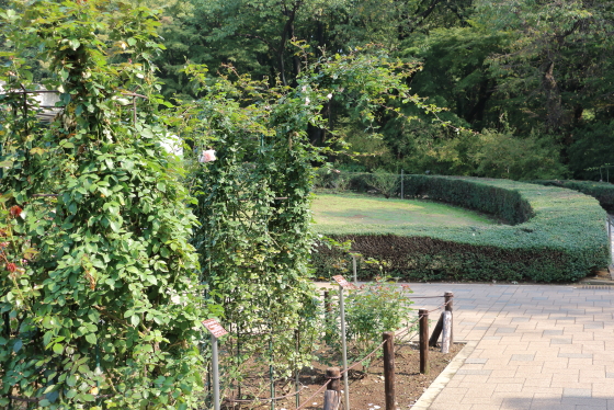 春の谷津バラ園の手入れ風景