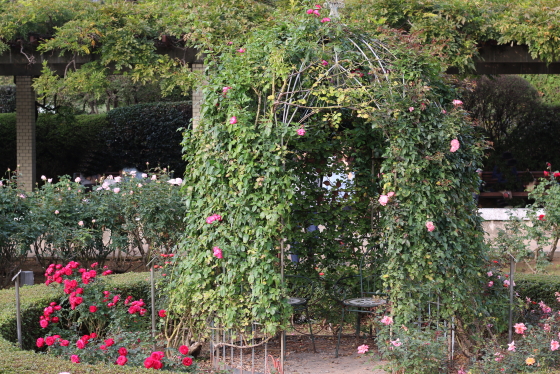 神代植物公園・バラ園の風景