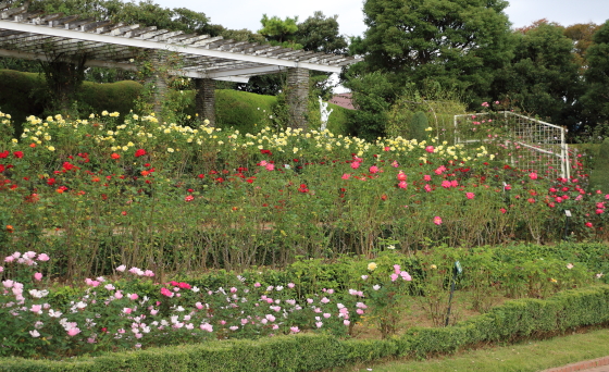 谷津バラ園の風景