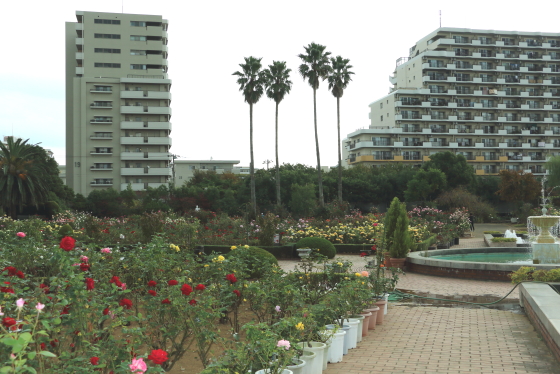 谷津バラ園の風景